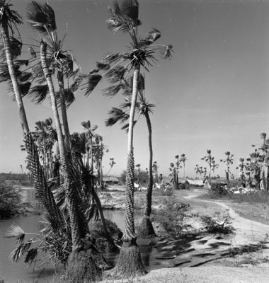 Extração e produção da Carnaúba