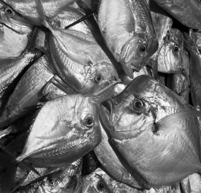 Jangadas e jangadeiros