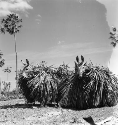 Extração e produção da Carnaúba, jumentos