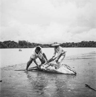 Caça de jacarés na Ilha Mexiana