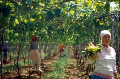 Série Rio São Francisco