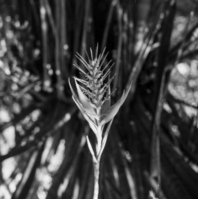 Flora no Sítio Burle Marx