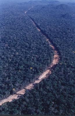 Vista aérea de estrada em meio à floresta