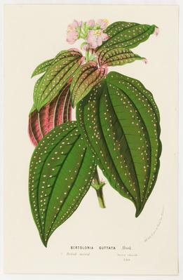 Bertolonia Guttata Hook