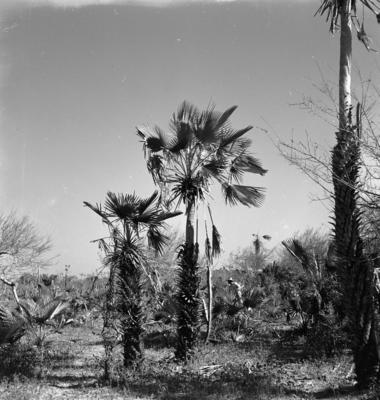 Extração e produção da Carnaúba