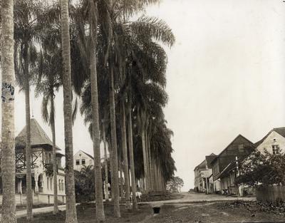 Avenida de palmeiras