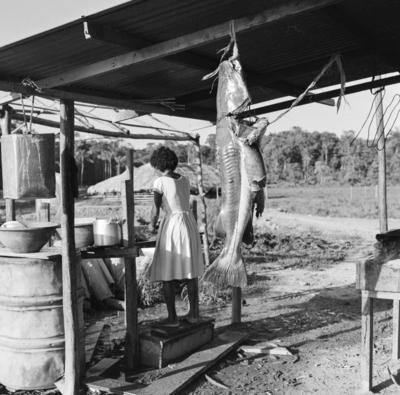 Ilha de Marajó, peixe