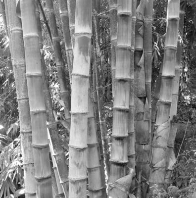 Flora no Sítio Burle Marx