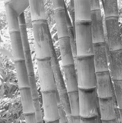 Flora no Sítio Burle Marx