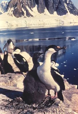 Aventuras de Igor na Antártida