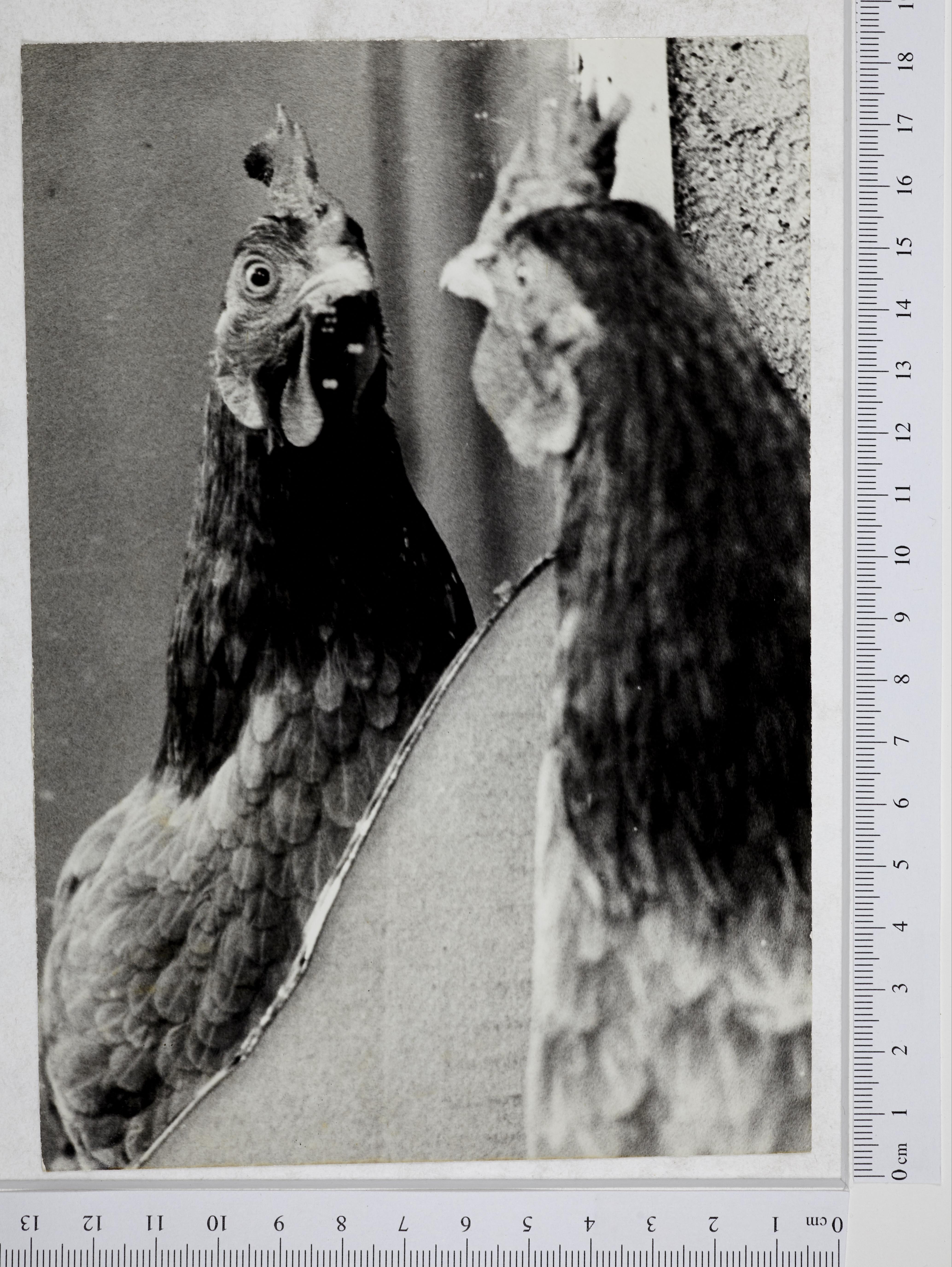 Aves - galos e galinhas