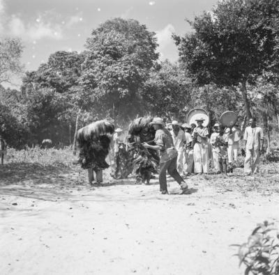 Bumba meu boi, festa popular