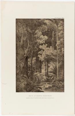 (Floresta no Morro do Corcovado, perto de S. Sebastião, Província do Rio de Janeiro)