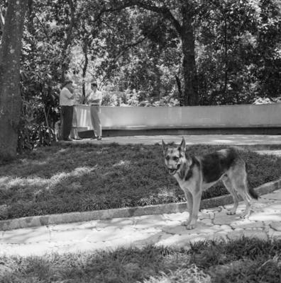 Residência de Homero de Souza e Silva, projeto do arquiteto Carlos Leão com projeto paisagístico de Burle Marx