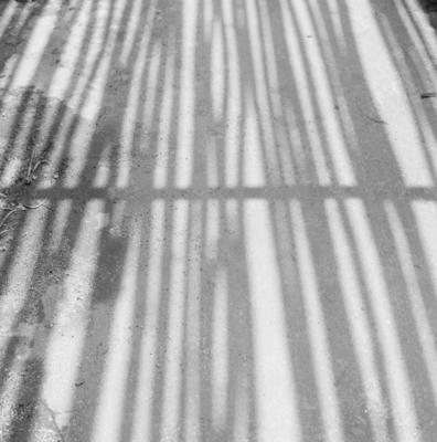 Sítio Burle Marx - sombra