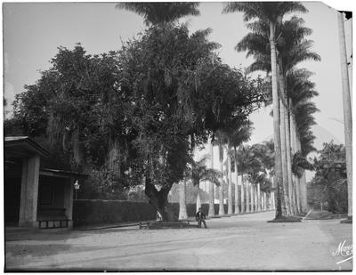 Alameda das Palmeiras Imperiais