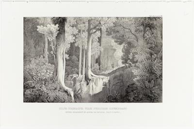 (A floresta primitiva que sombra a estrada entre Jacareí e a Aldeia da Escada na Província de S. Paulo)