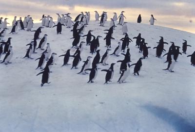 Aventuras de Igor na Antártida