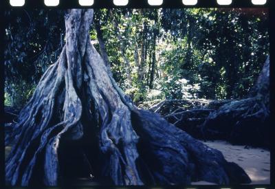Projeto "Navegar Amazônia"