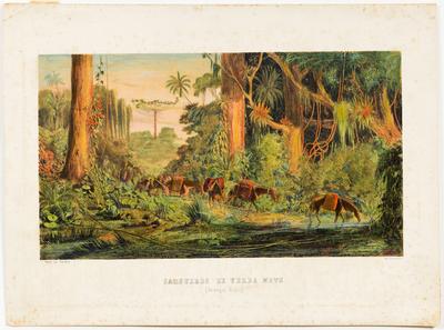 Cargueros de Yerba Mate (Paranaguá Brazil.)