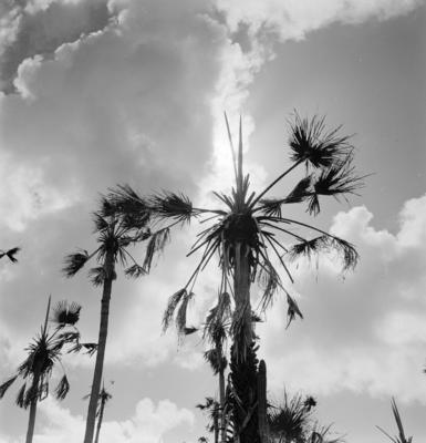 Extração e produção da Carnaúba