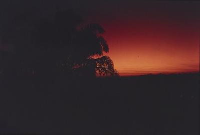 Palmeira ao pôr do sol