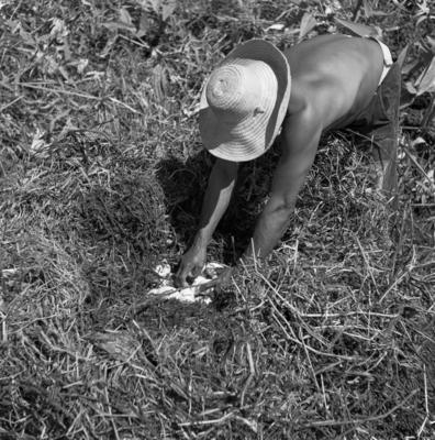 Caça de jacarés na Ilha Mexiana