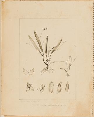 Pleurothallis adenochila n. sp.