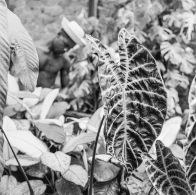 Funcionário do Sítio Burle Marx