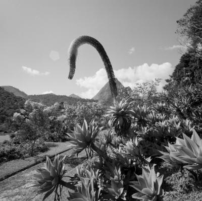 Residência de Odette Monteiro, projeto do arquiteto Wladimir Alves de Souza e Burle Marx