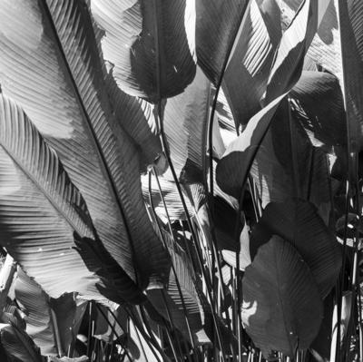 Flora no Sítio Burle Marx