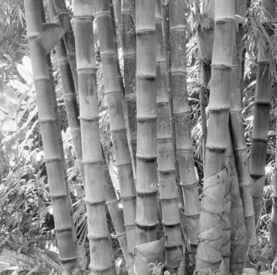 Flora no Sítio Burle Marx