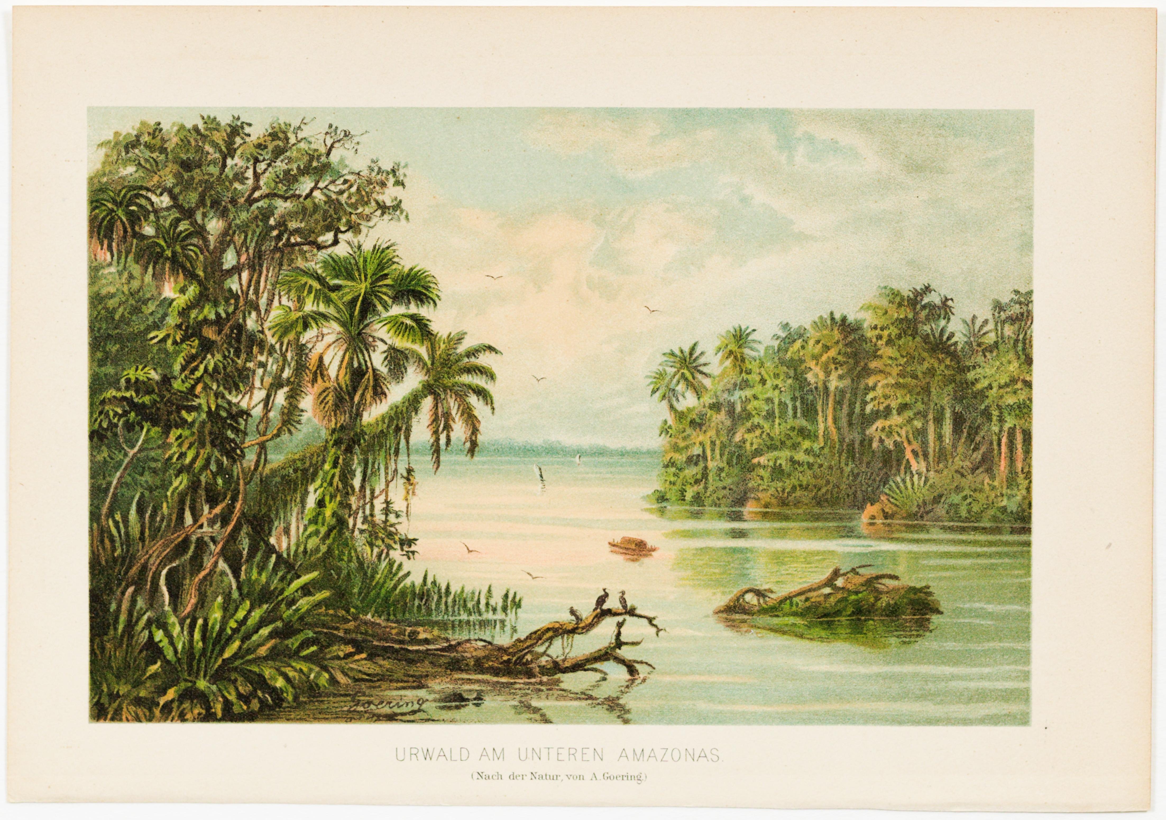 Urwald am Unteren Amazonas. (Nach der Natur, von A. Goering.)