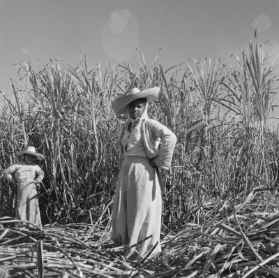 Lavoura canavieira, trabalhadores