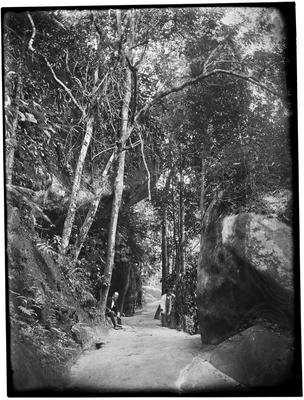 Homens em meio a Floresta da Tijuca