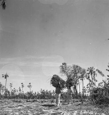 Extração e produção da Carnaúba