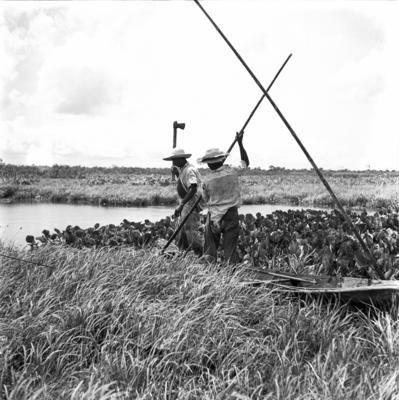 Caça de jacarés na Ilha Mexiana
