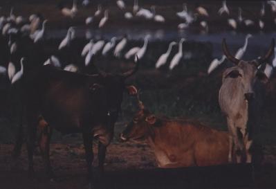 Gado e aves ao fundo