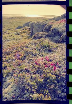 Viagem com a bióloga Livia Monami para registrar a caça da baleia branca