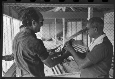 Galos usados para briga de galos