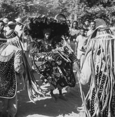 Bumba meu boi, festa popular