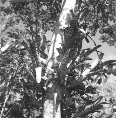 Flora no Sitio Burle Marx