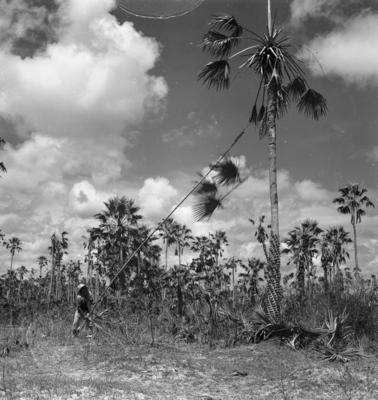 Extração e produção da Carnaúba