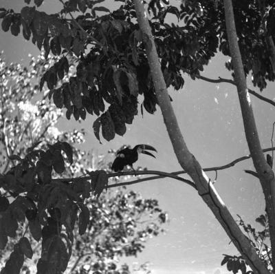 Expedição do SPI que estabeleceu os primeiros contatos com o povo Asuriní do Tocantins