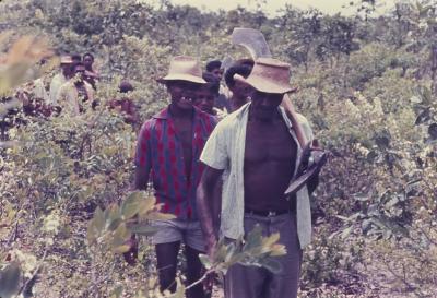 Roça do Quilombo de Sibaúma