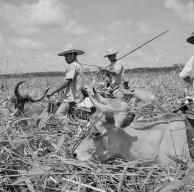 Caça de jacarés na Ilha Mexiana