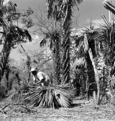 Extração e produção da Carnaúba