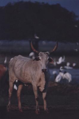 Gado e aves ao fundo