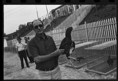 Galos usados para briga de galos