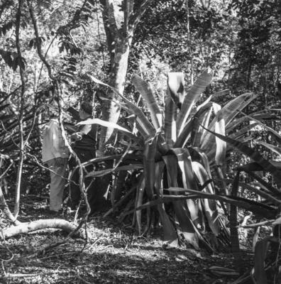 Flora no Sítio Burle Marx